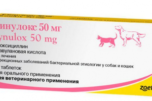 Kiedy są przepisywane i jak stosować lek dla kotów sininoks? Kiedy są przepisywane i jak stosować lek dla kotów sininoks?